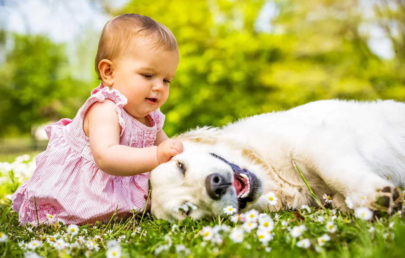 Photo wallpaper summer, grass, nature, children, each, dog, girl, Labrador