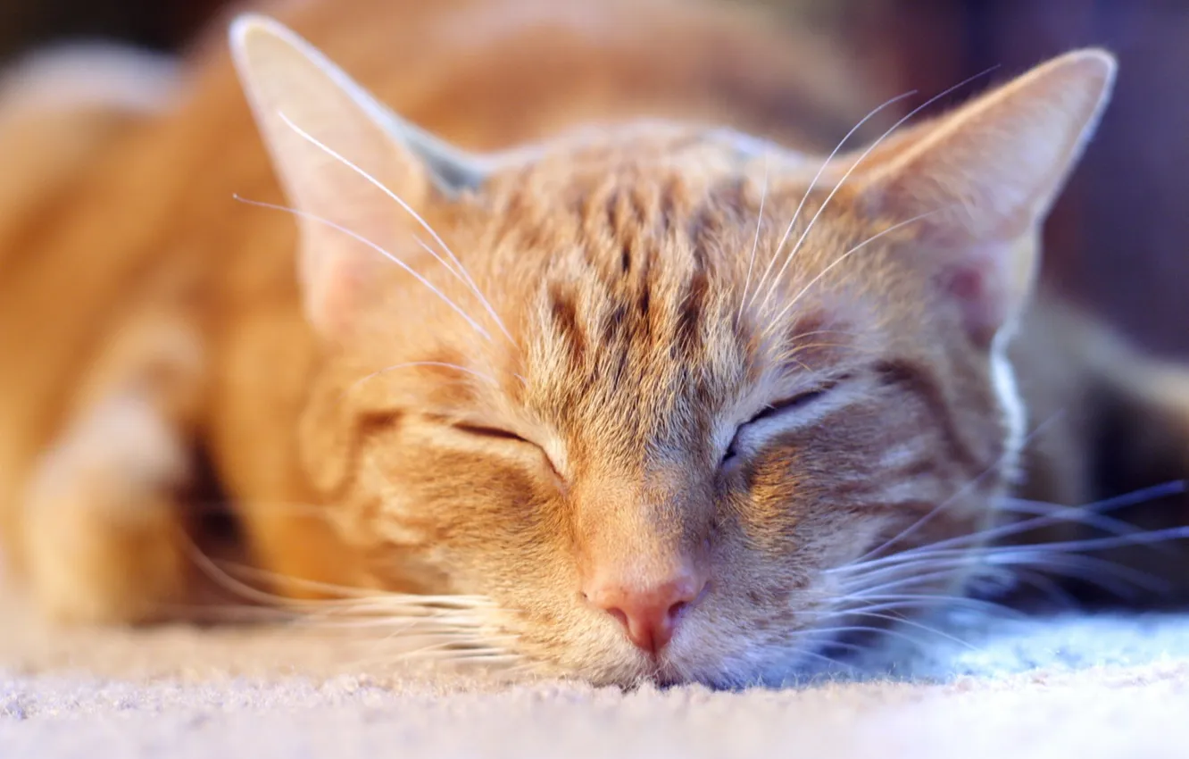 Photo wallpaper cat, house, sleep
