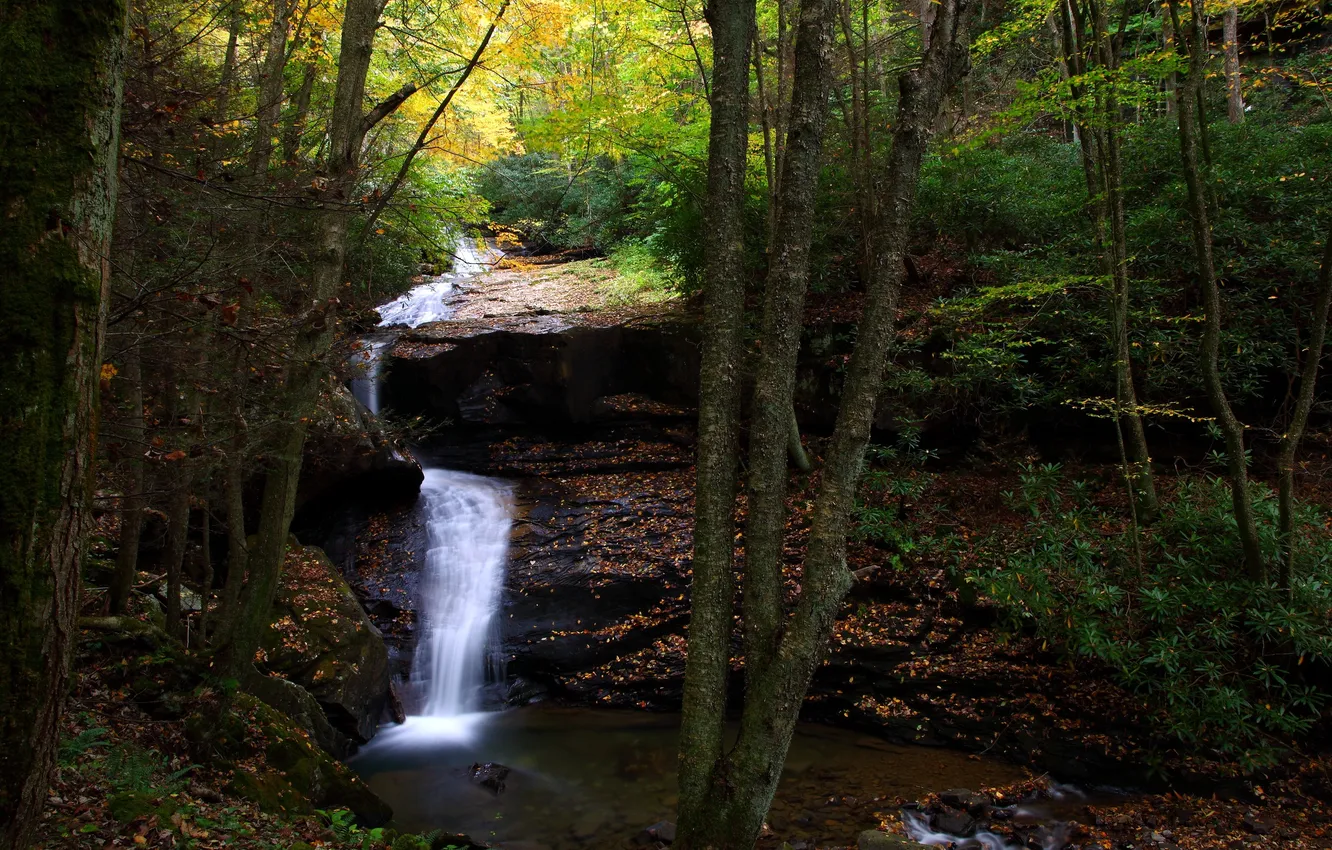 Photo wallpaper autumn, forest, trees, stream, stones, waterfall