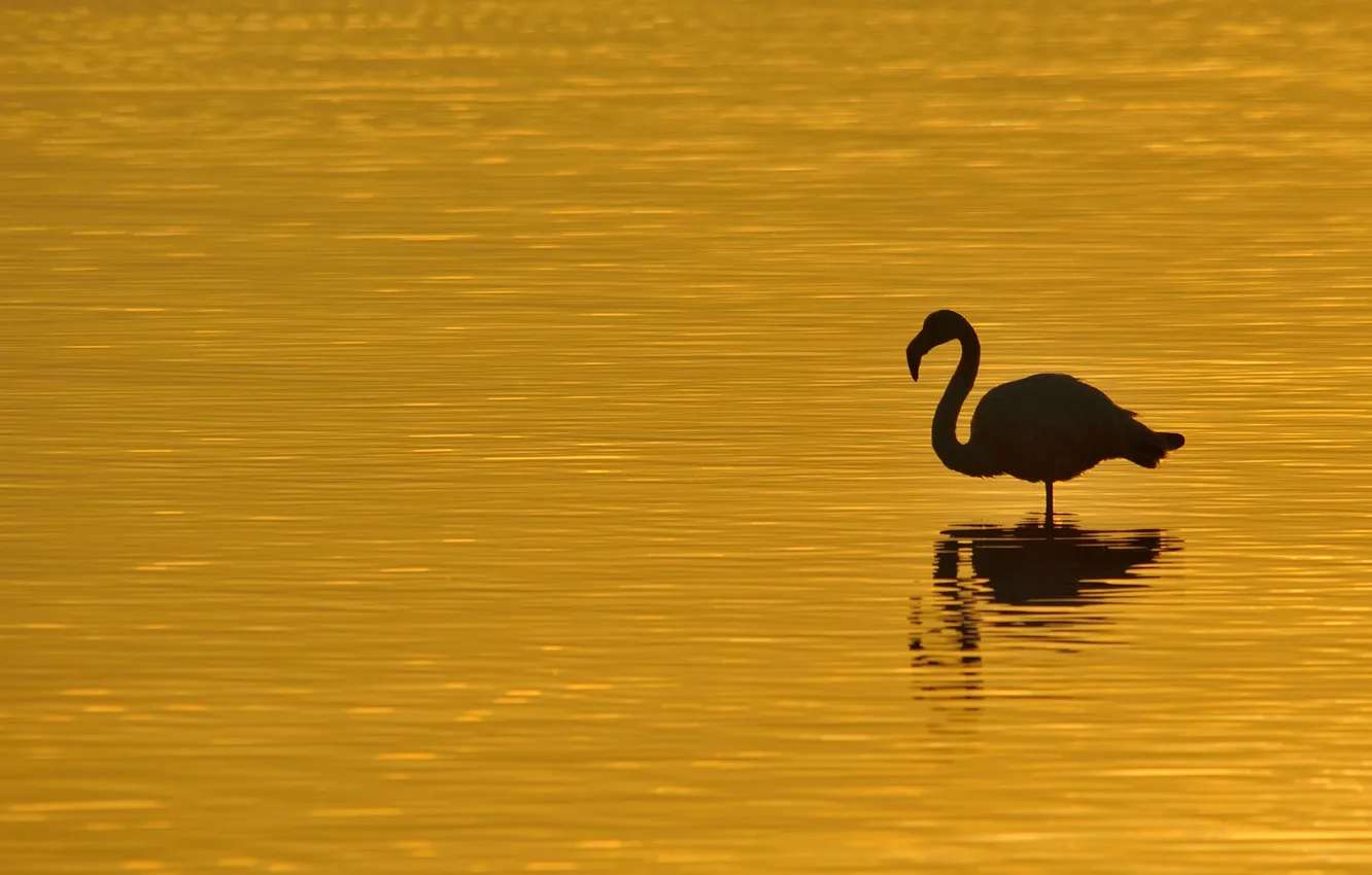 Photo wallpaper sea, bird, silhouette