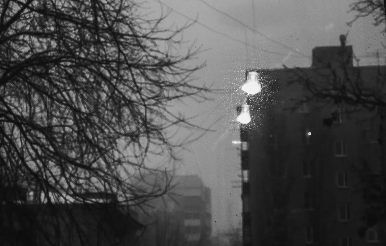 Photo wallpaper light bulb, fog, tree, branch, hopelessness, b/W