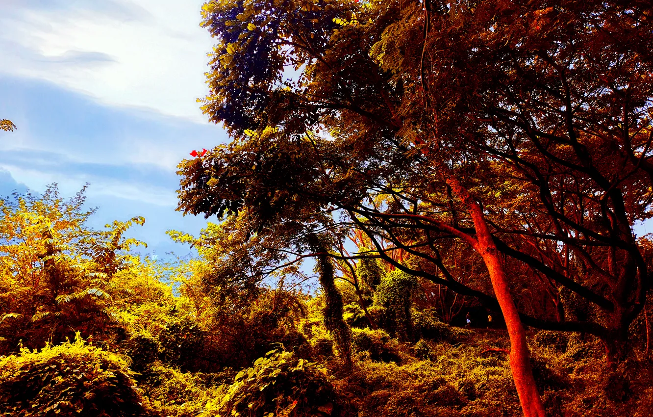 Photo wallpaper sky, trees, clouds, morning, bushes, sunrise, dawn, woods