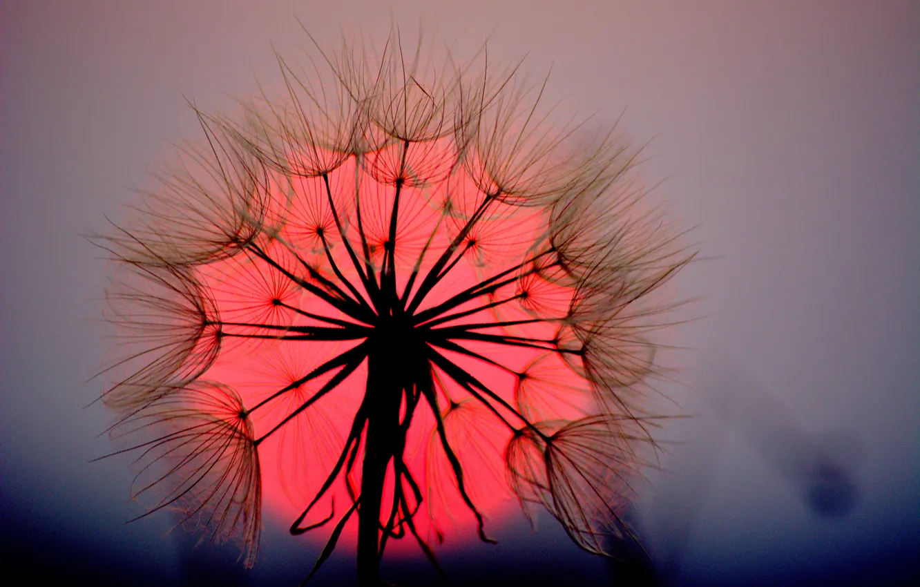 Photo wallpaper flower, the sun, macro, sunset, dandelion, blade of grass