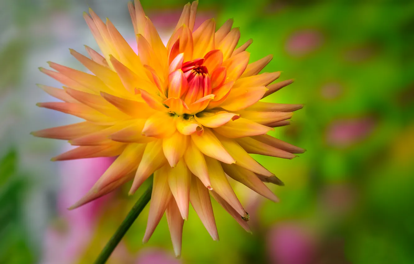 Photo wallpaper flower, background, drop, Dahlia, Dewdrop, yellow-orange