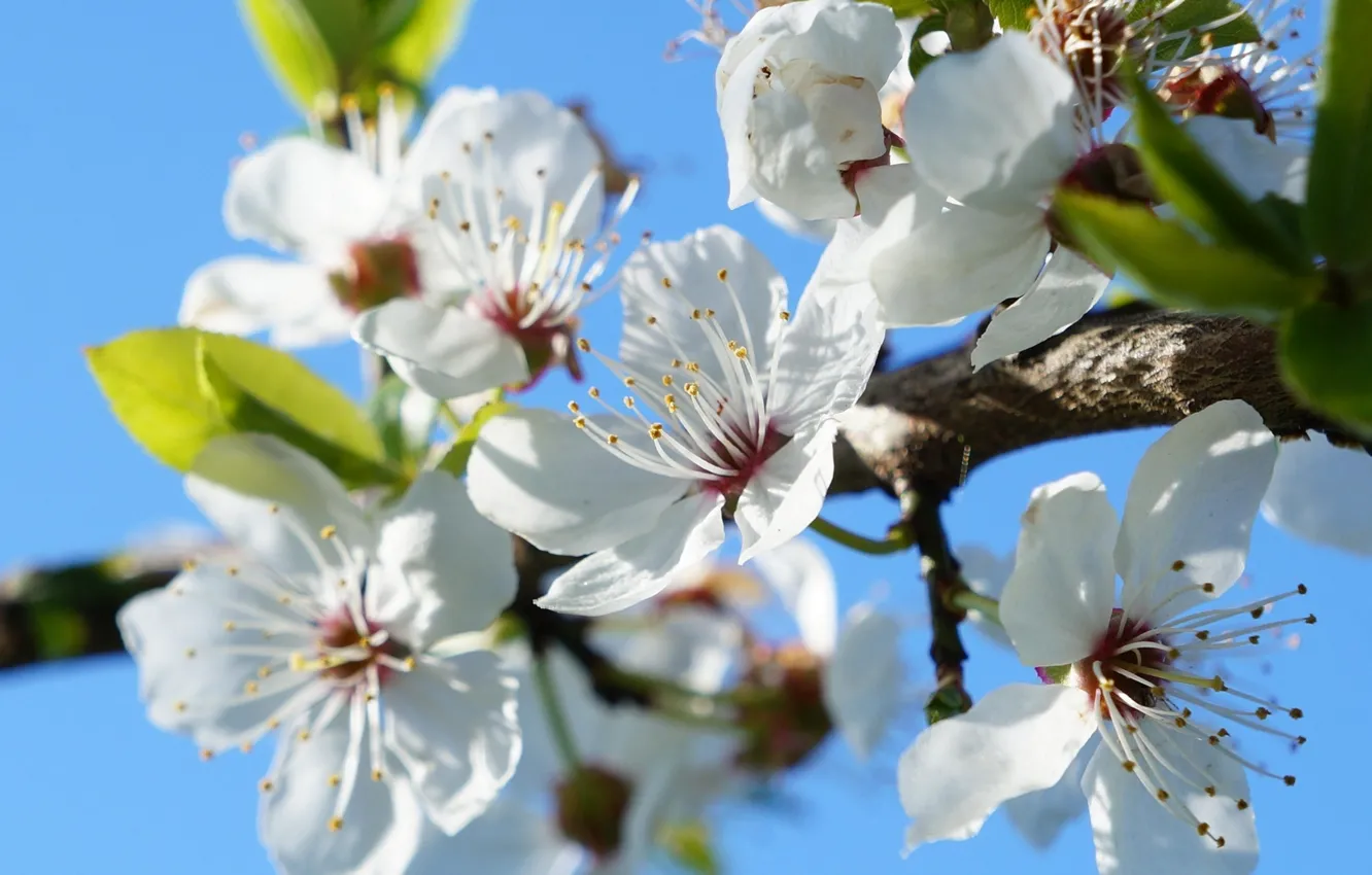 Photo wallpaper flower, spring, blooming