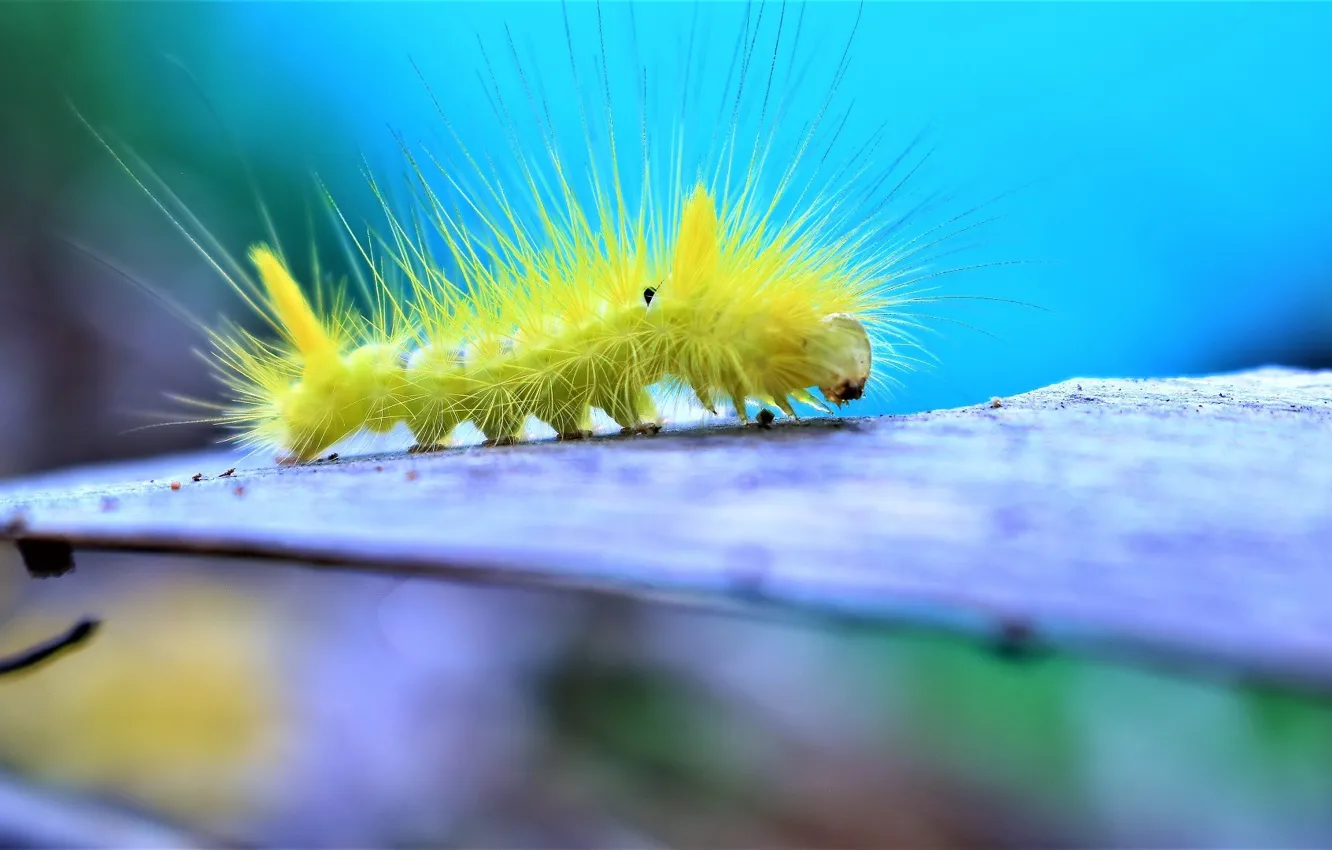 Photo wallpaper caterpillar, background, hairs