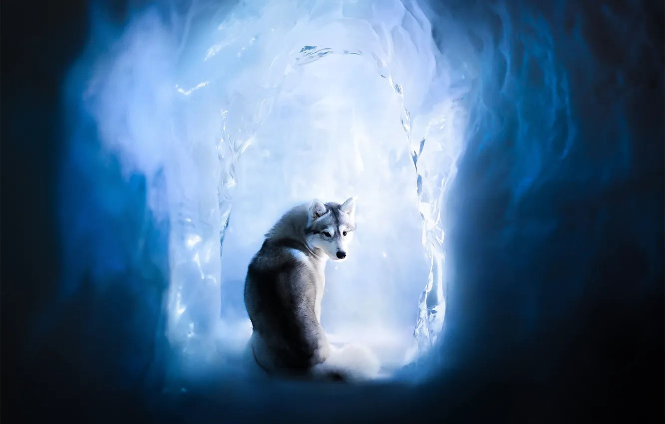Photo wallpaper ice, dog, Husky, ice cave