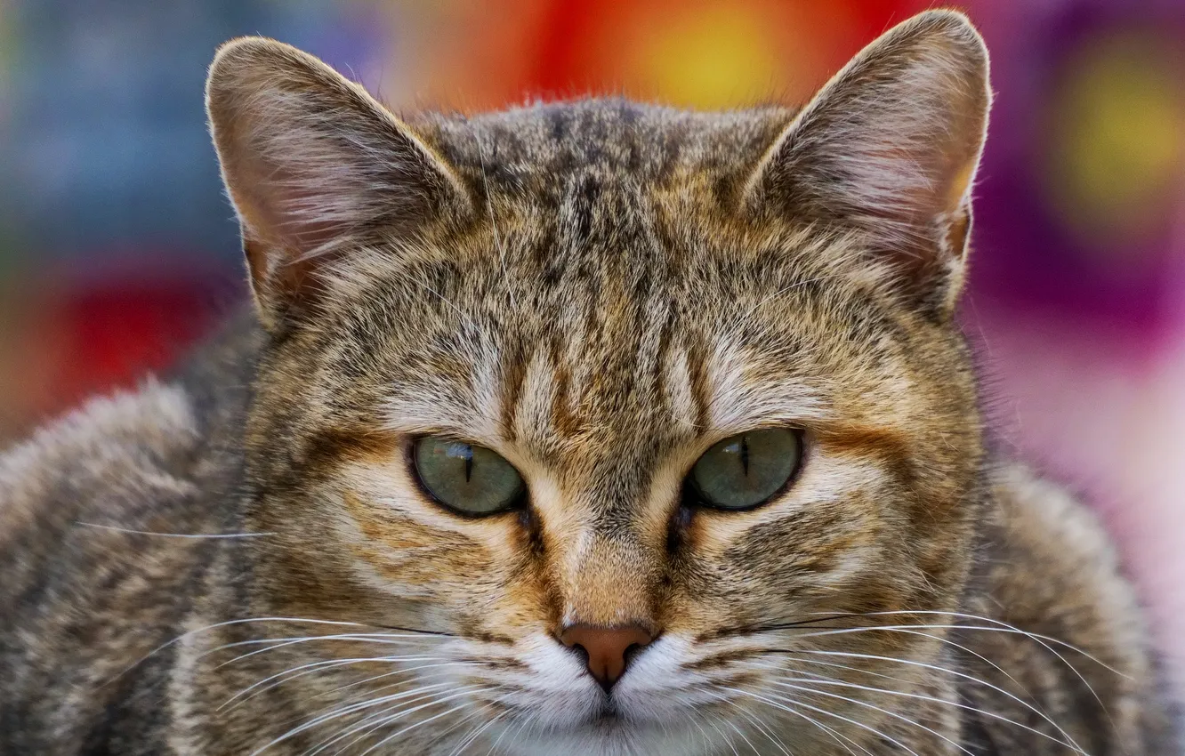 Photo wallpaper cat, macro, green eyes, closeup