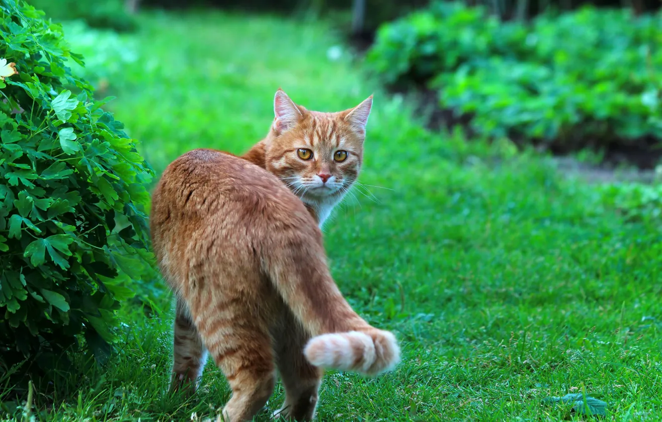 Photo wallpaper cat, summer, cat, nature, red cat, Stepan, Stepan