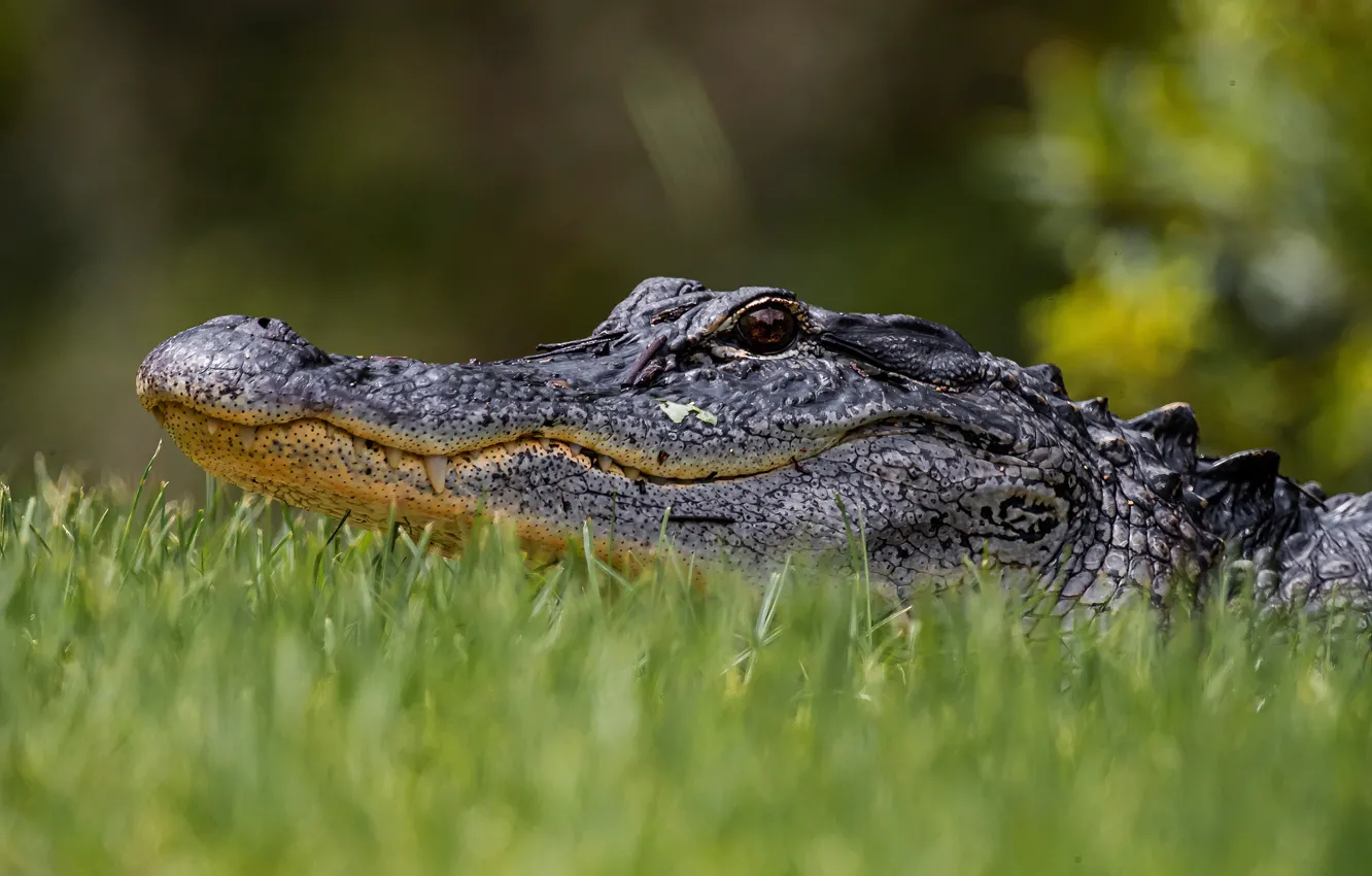 Photo wallpaper grass, look, face, portrait, crocodile, mouth, bokeh, Caiman