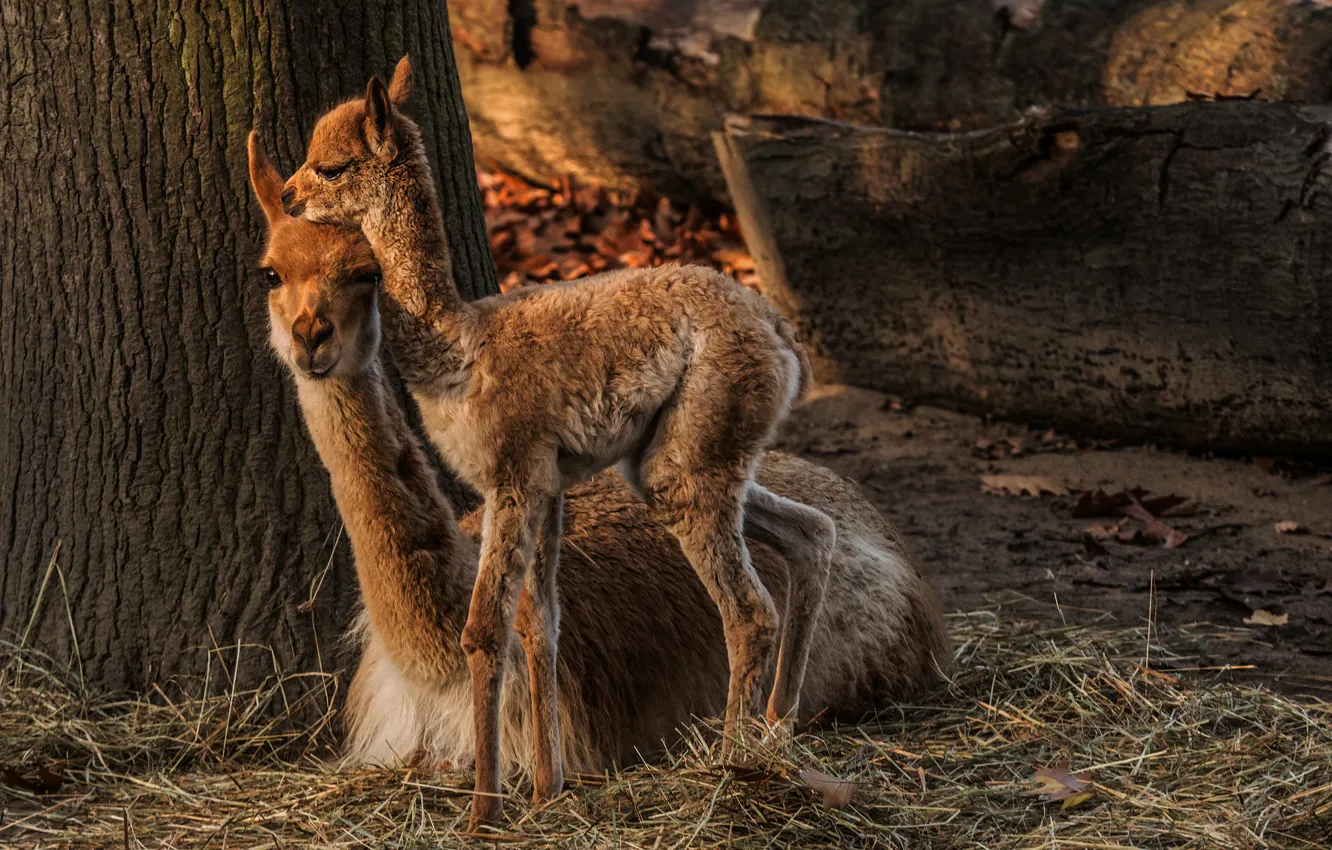 Photo wallpaper cub, Lama