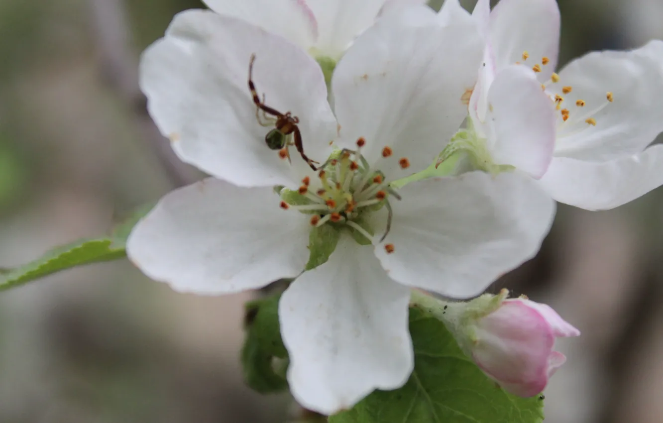 Photo wallpaper macro, spider, spring, Apple, macro flowers nature