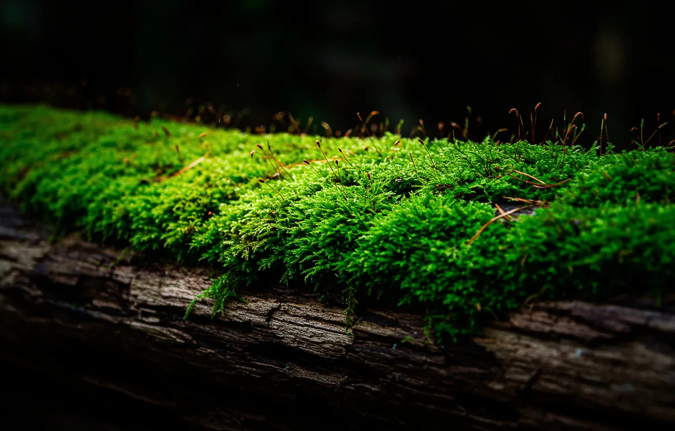 Photo wallpaper macro, trees, the dark background, moss, log, tree, moss, bright green
