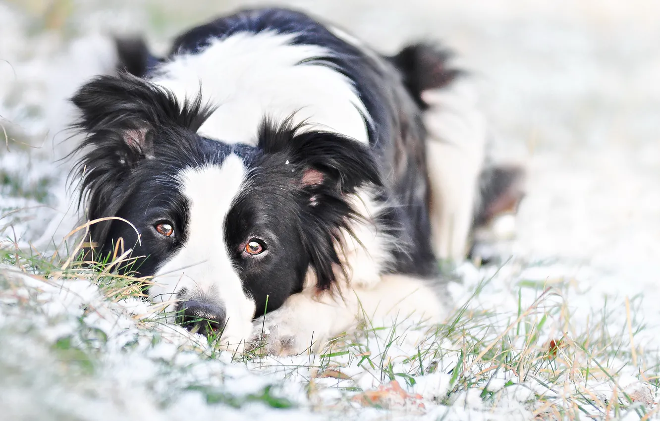 Photo wallpaper winter, look, snow, portrait, dog, lies, the border collie, Wallpaper from lolita777