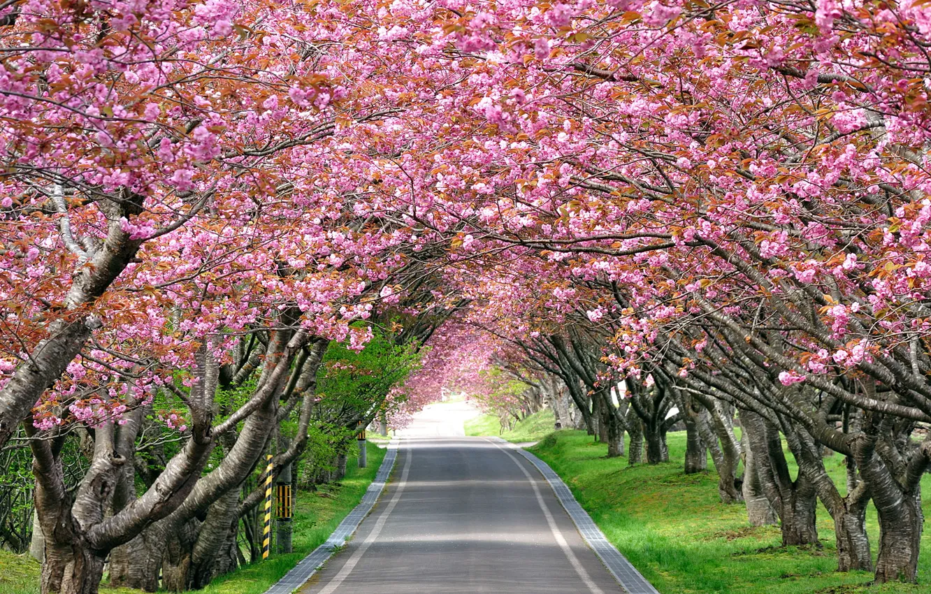 Photo wallpaper road, landscape, cherry, fatigue, Sakura, track, alley, relieves
