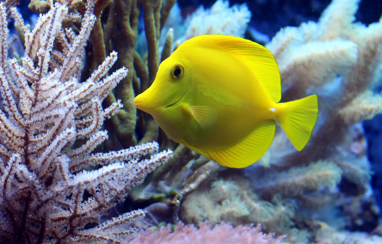 Photo wallpaper sea, fish, corals, Surgeon, Underwater Diving