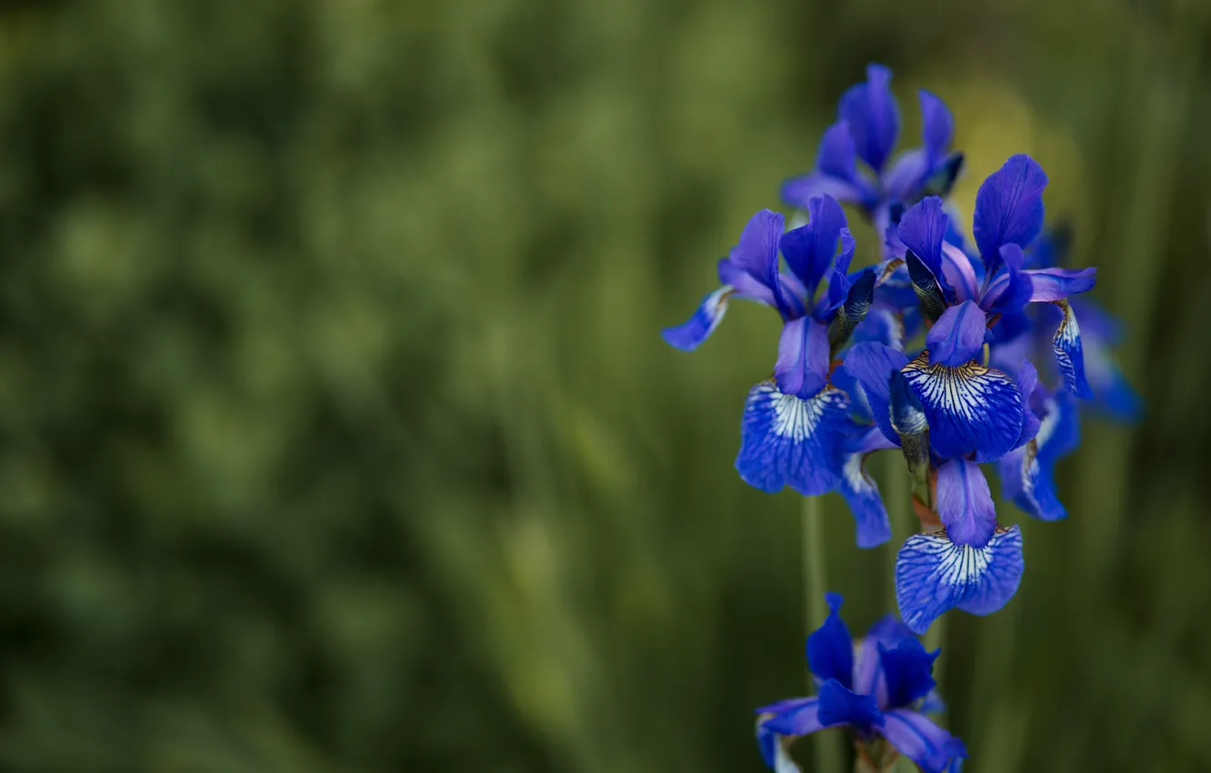 Photo wallpaper flowers, blue, garden, flora, iris