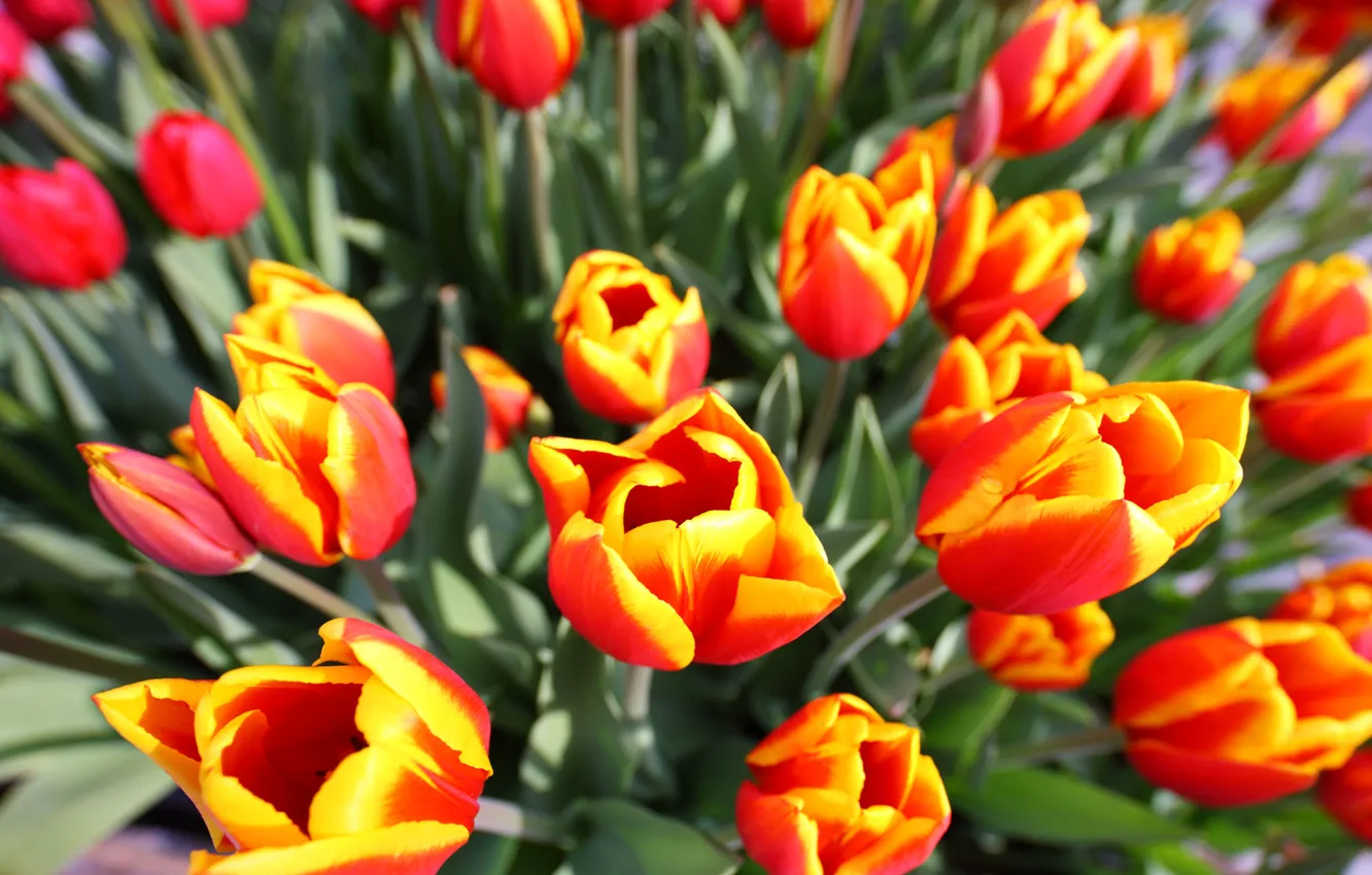 Photo wallpaper spring, petals, garden, tulips, flowerbed