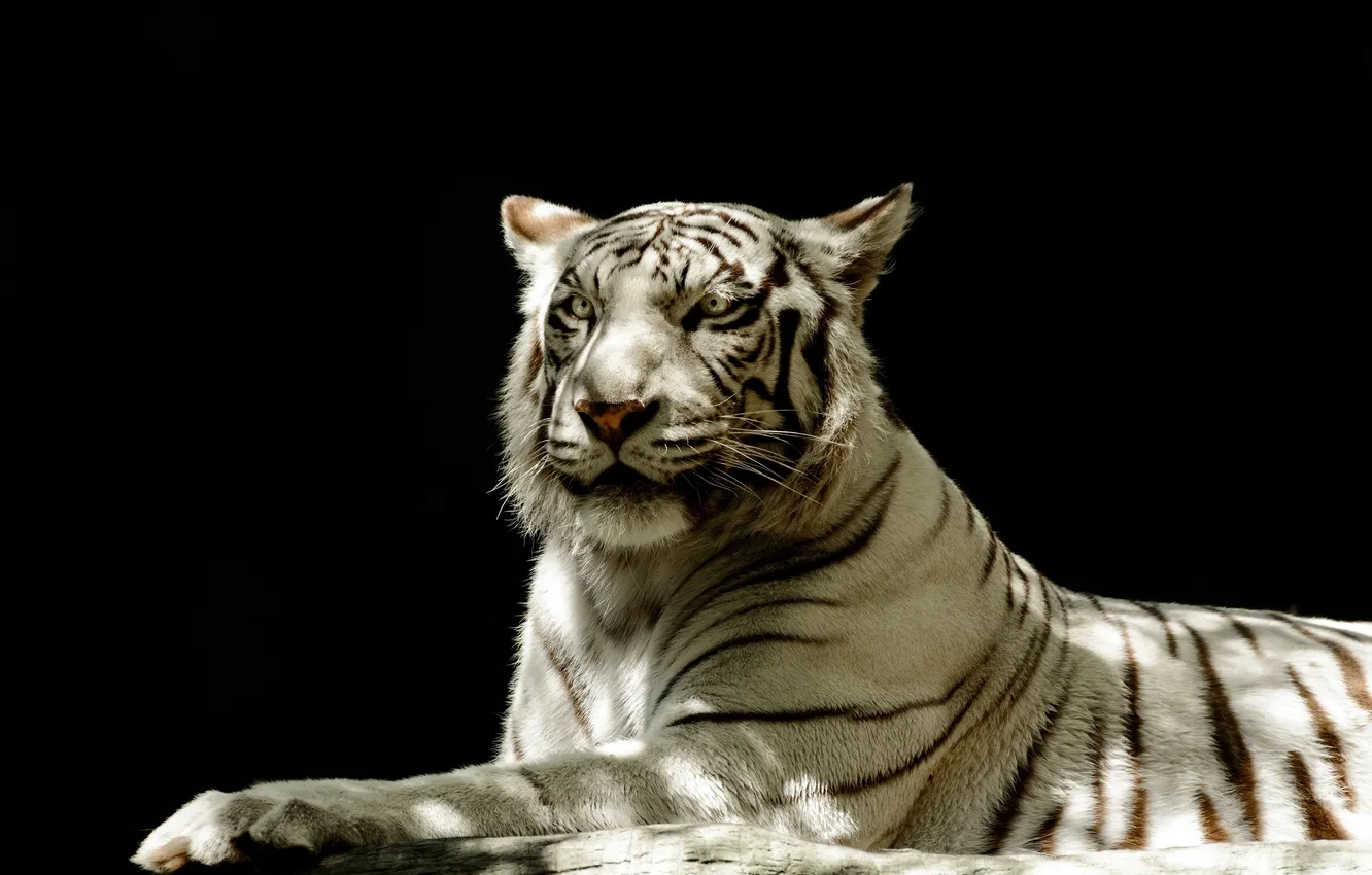 Photo wallpaper face, light, shadow, predator, white tiger, wild cat, the dark background