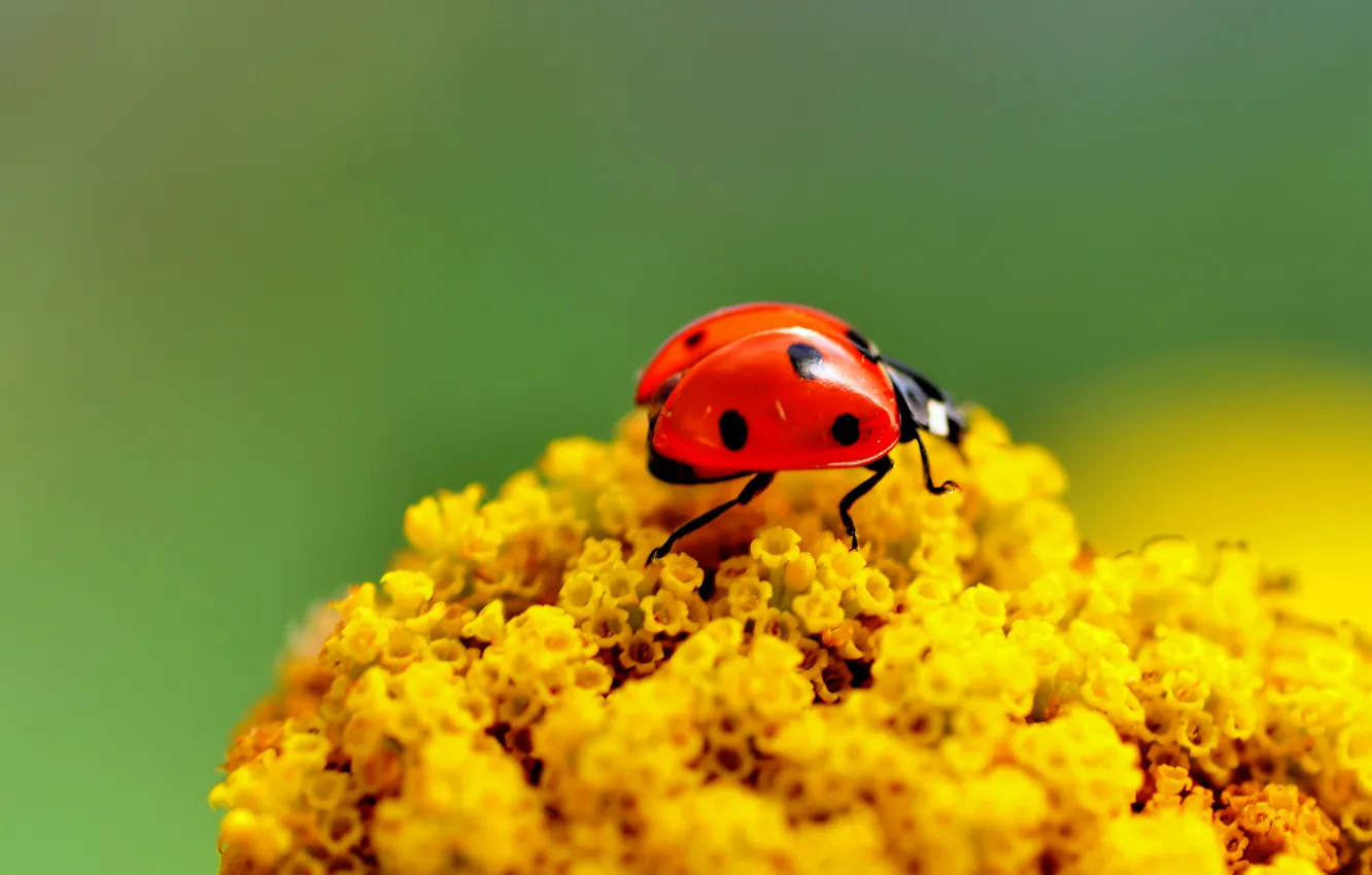 Photo wallpaper macro, flowers, ladybug, beetle, insect, bright