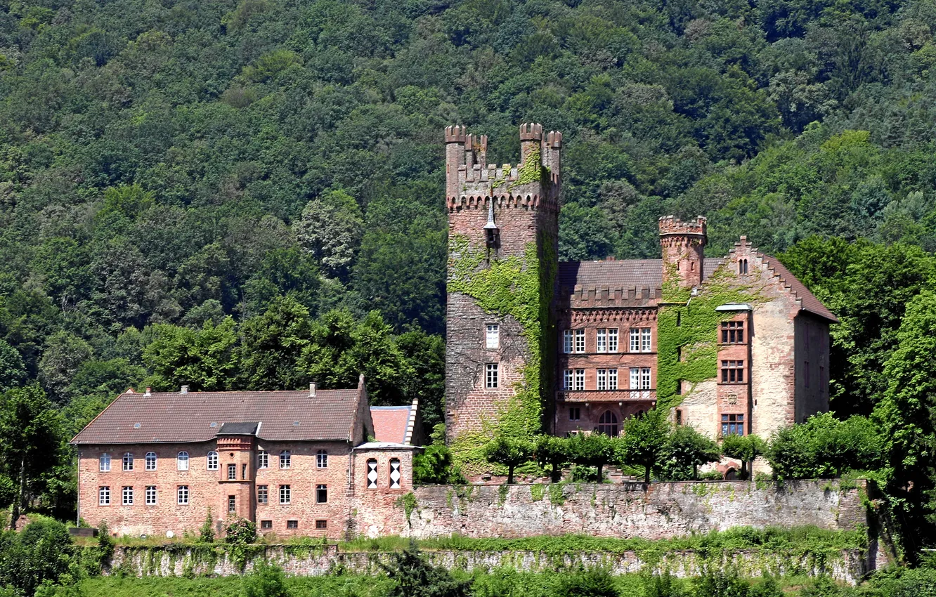 Photo wallpaper greens, forest, castle, Germany, Sunny, Neckarsteinach, Medium castle