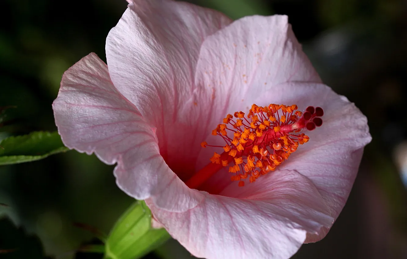 Photo wallpaper flowers, nature, plant, petals, hibiscus