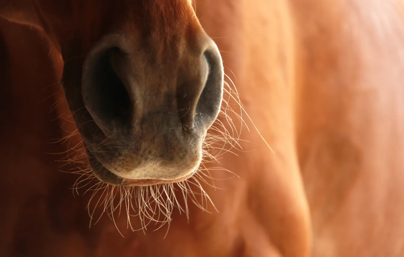 Photo wallpaper face, macro, horse