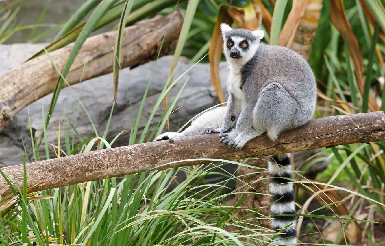 Photo wallpaper vegetation, log, a ring-tailed lemur