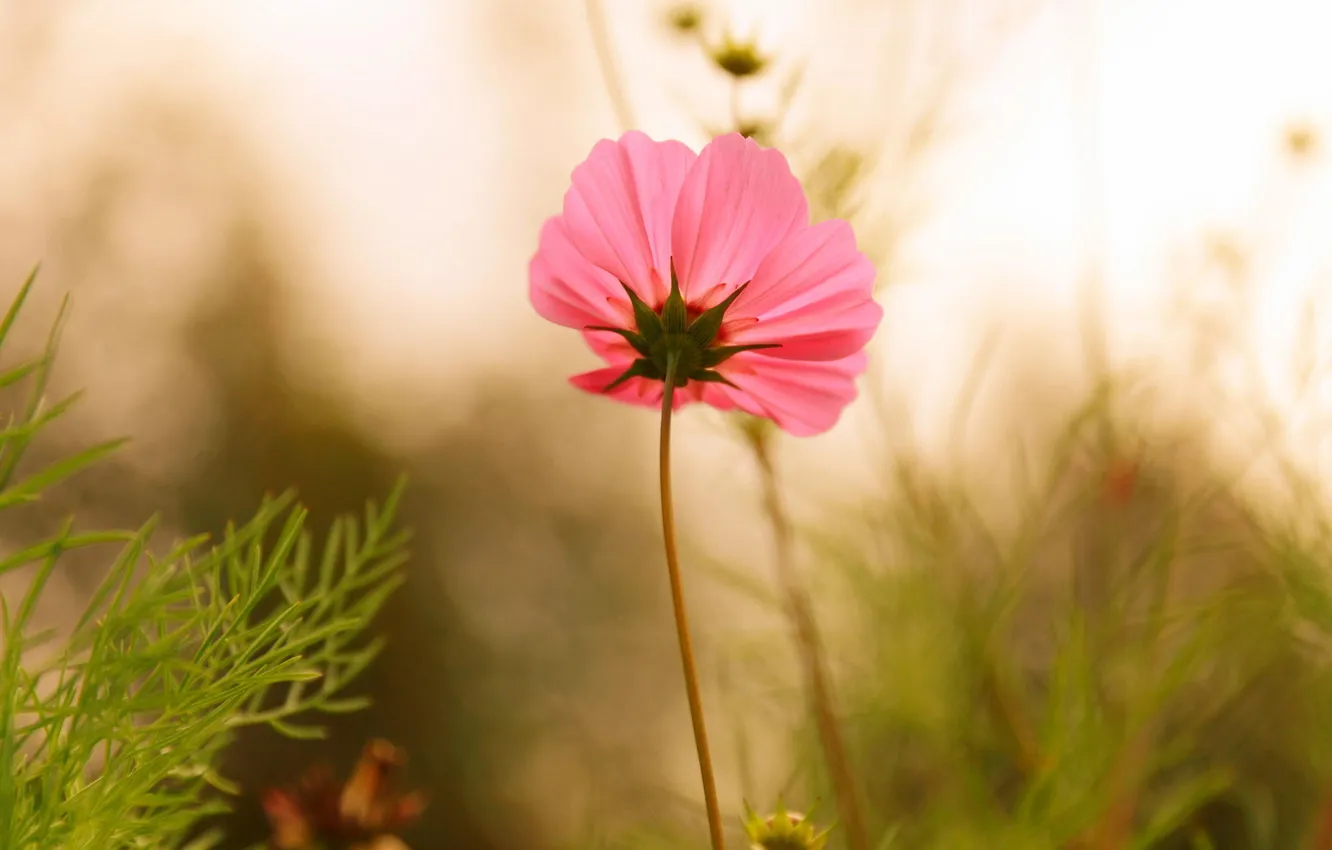 Photo wallpaper field, grass, flowers, glade, bright, plant, petals, stem
