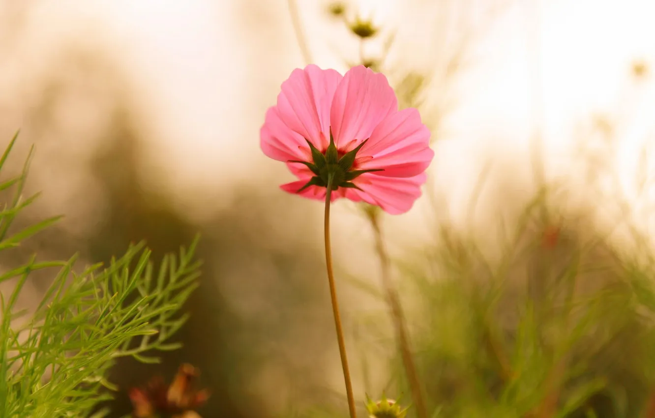Photo wallpaper field, flower, grass, bright, pink, glade, plants, petals