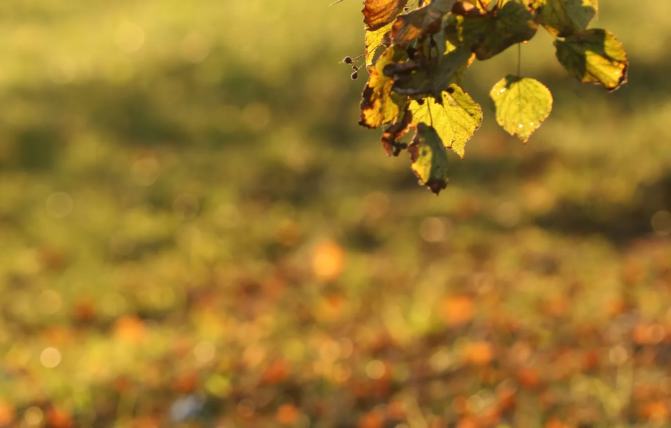 Photo wallpaper autumn, leaves, foliage, leaf