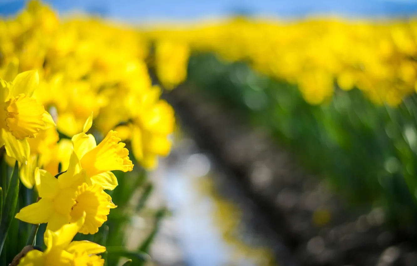 Photo wallpaper flowers, yellow, petals, daffodils