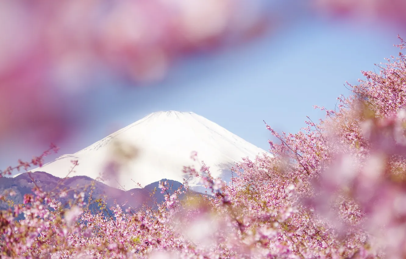 Photo wallpaper trees, landscape, flowers, mountains, nature, spring