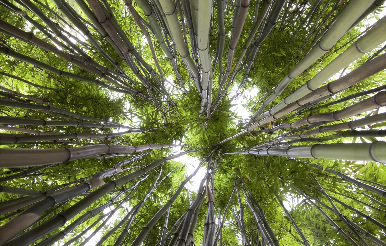 Photo wallpaper greens, the sky, nature, bamboo, bottom view