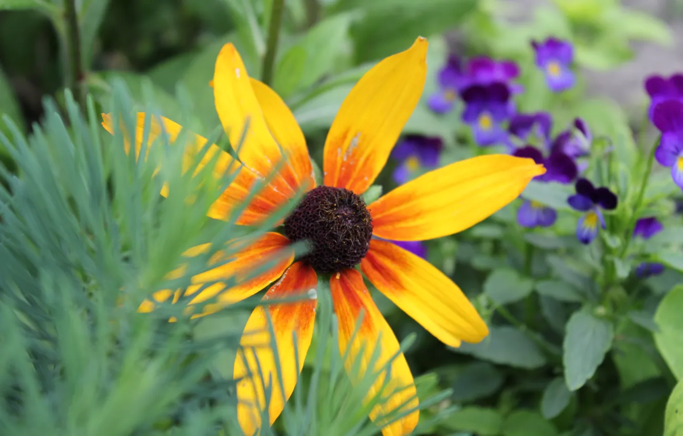 Photo wallpaper macro, flowers, rudbeckia