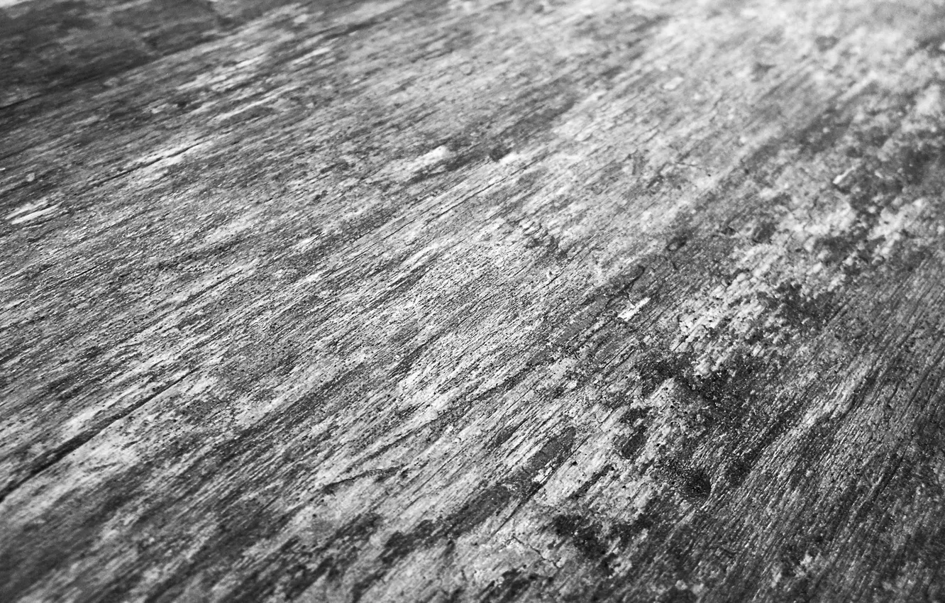 Photo wallpaper grey, tree, texture, wood, gray