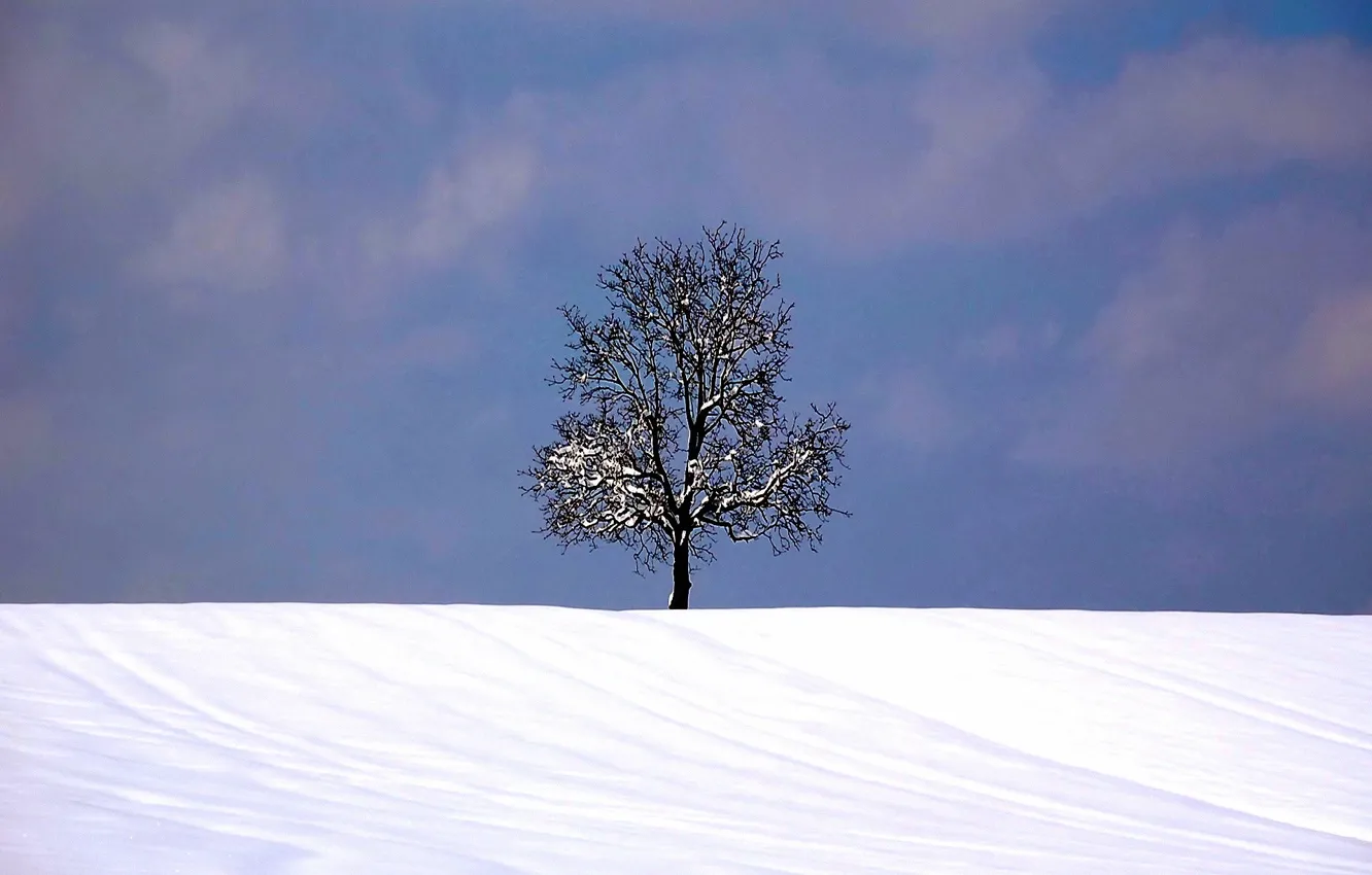 Photo wallpaper winter, snow, Tree