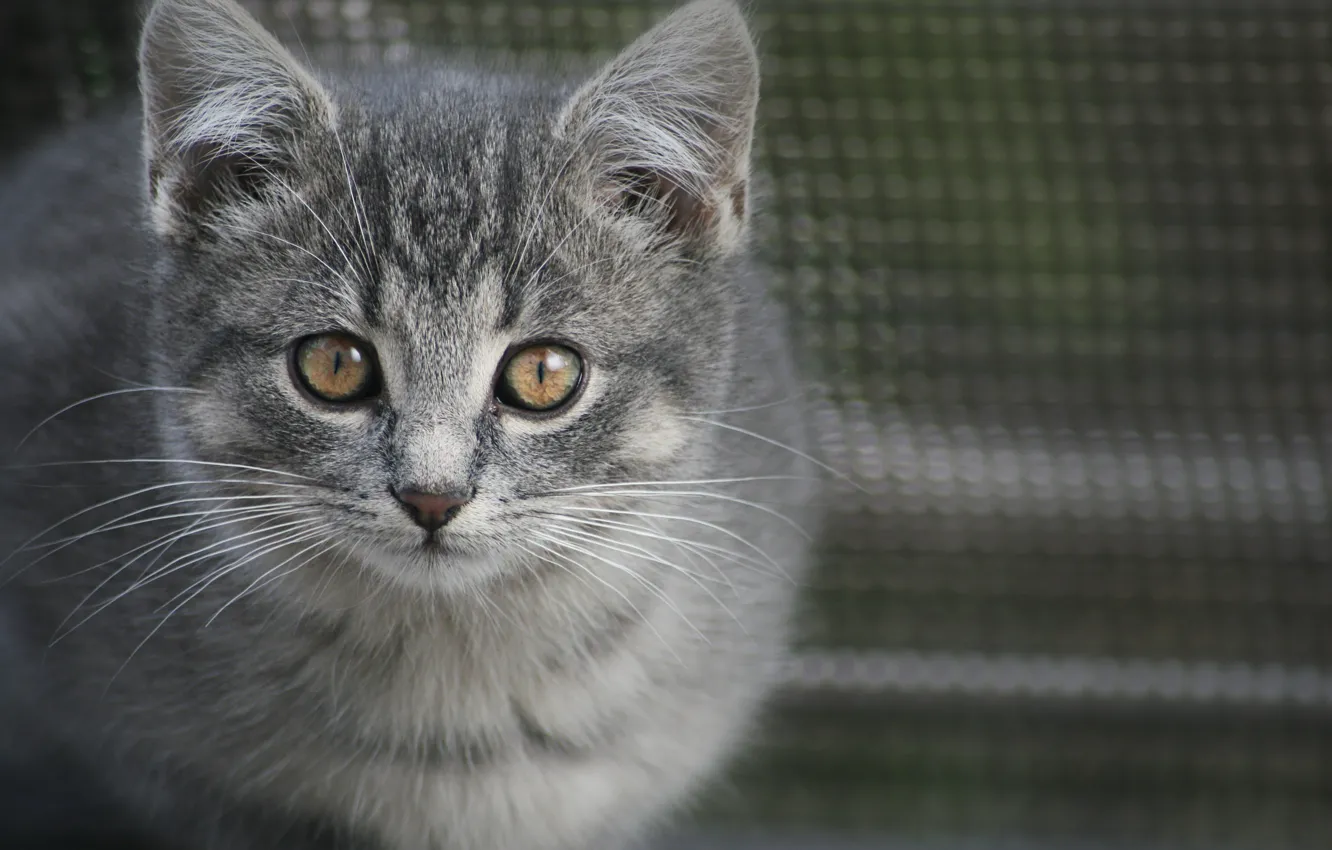 Photo wallpaper cat, eyes, cat, look, grey, kitty, face