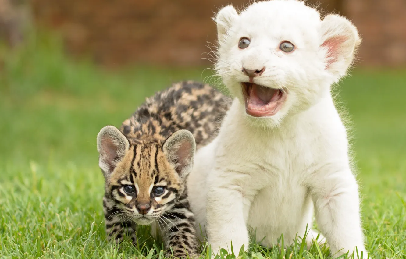 Photo wallpaper kittens, wild cat, lion, ocelot, cubs
