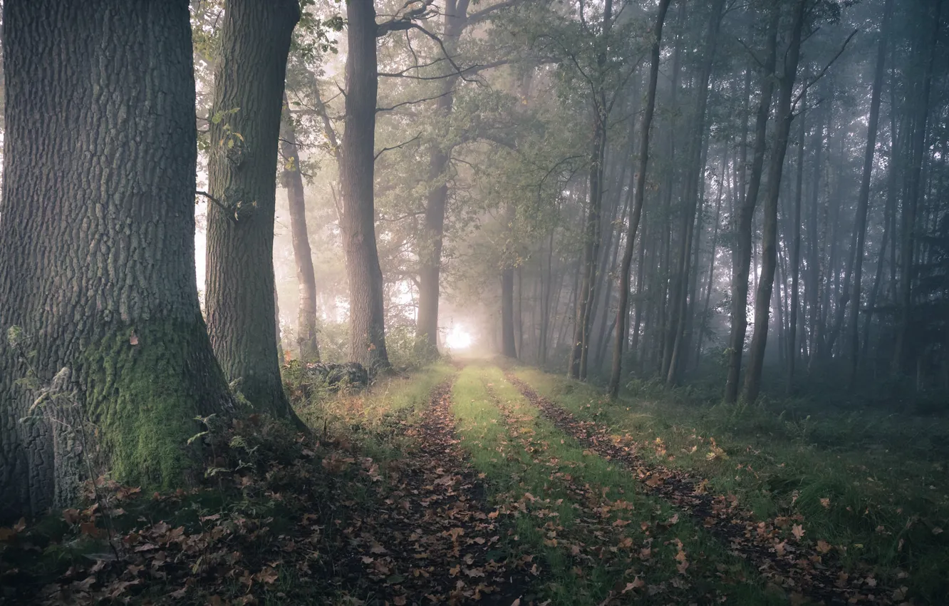 Photo wallpaper road, autumn, forest, fog