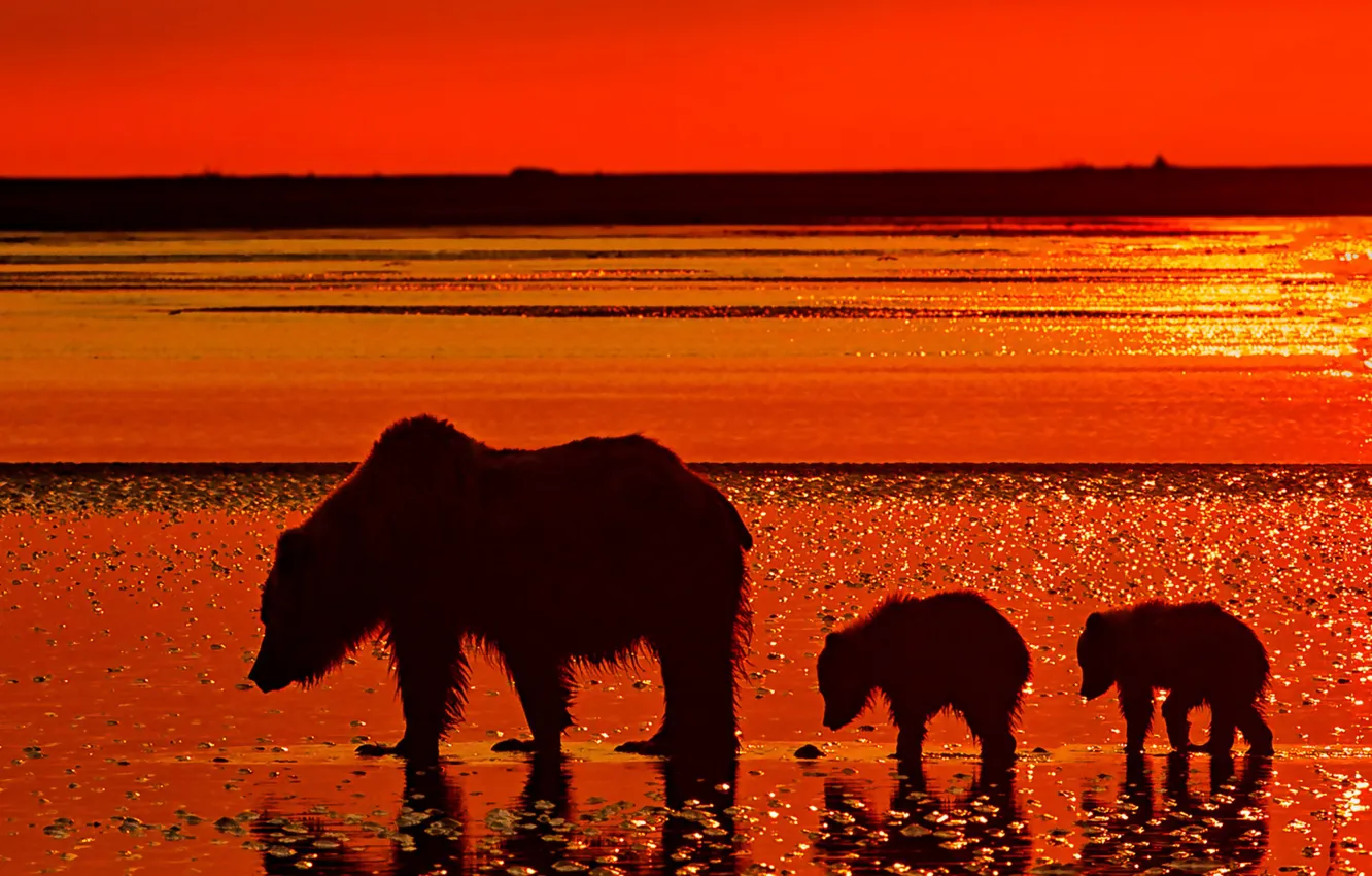 Photo wallpaper river, dawn, bear, bear