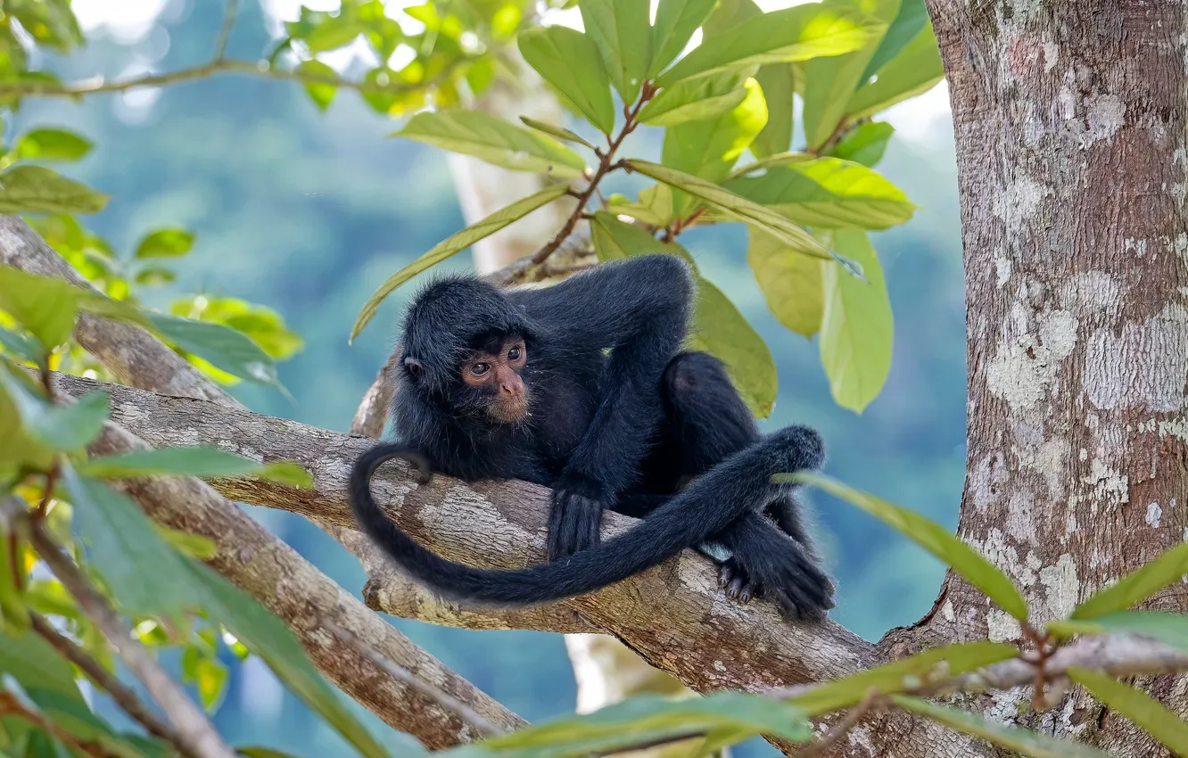 Photo wallpaper trees, branches, pose, foliage, black, small, monkey, monkey