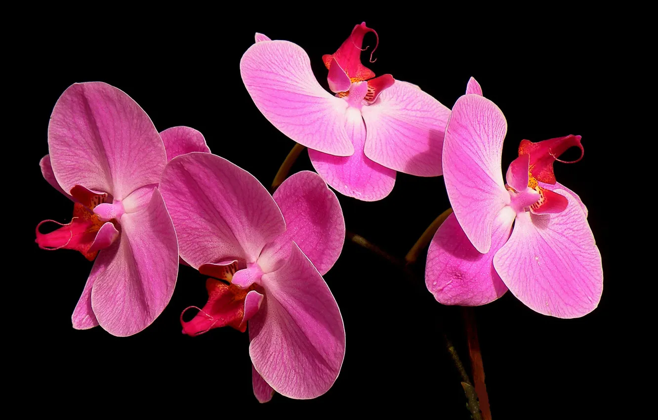 Photo wallpaper macro, background, petals, Orchid