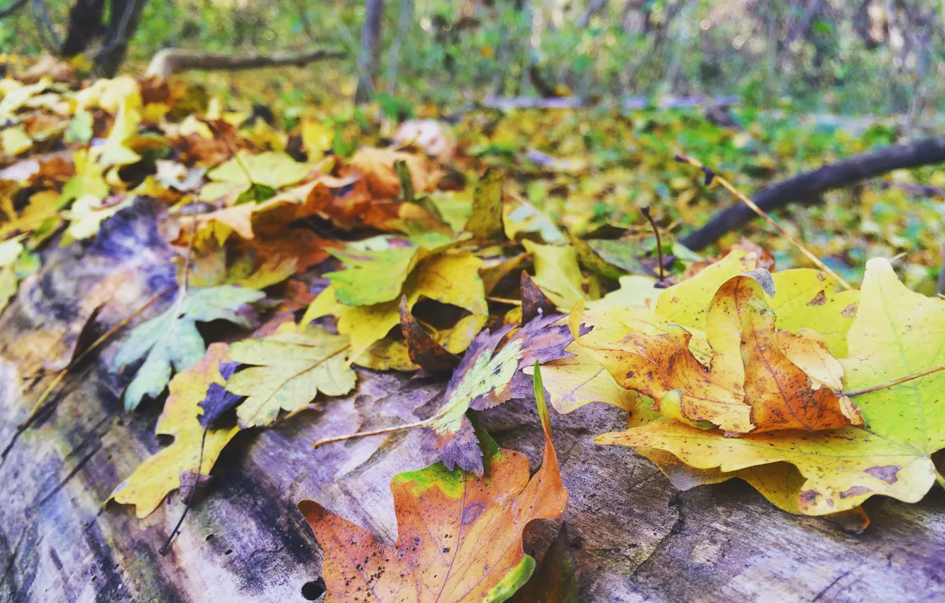 Photo wallpaper leaves, paint, Autumn
