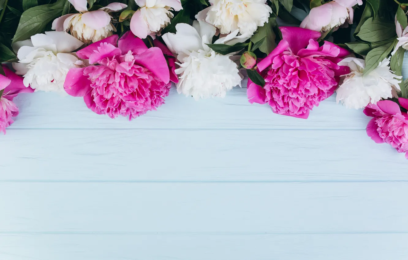 Photo wallpaper flowers, petals, peonies