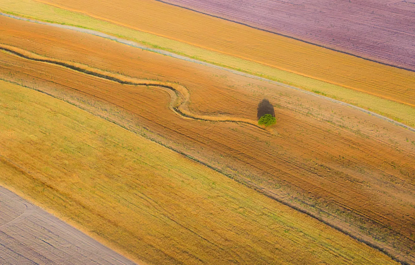 Photo wallpaper field, trees, nature