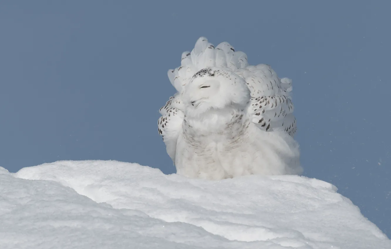 Photo wallpaper winter, snow, pose, bird, blue background, snowy owl, ruffled
