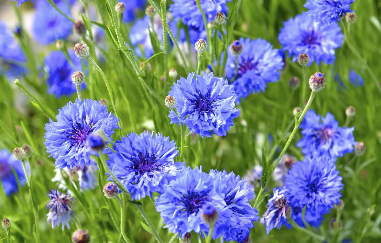 Photo wallpaper flowers, nature, buds, cornflowers