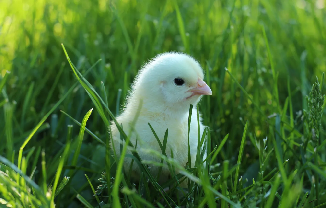 Photo wallpaper greens, grass, bird, baby, chicken, chick, chick
