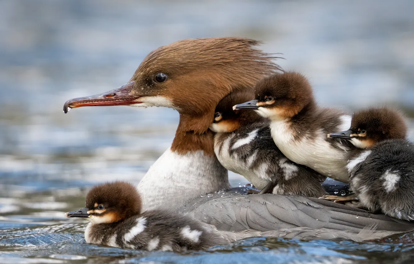 Photo wallpaper water, bird, duck, baby, duck, mom, Chicks, pond